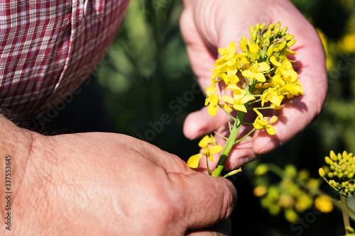 A Farmers hand holds a yellow oil seed rape flower