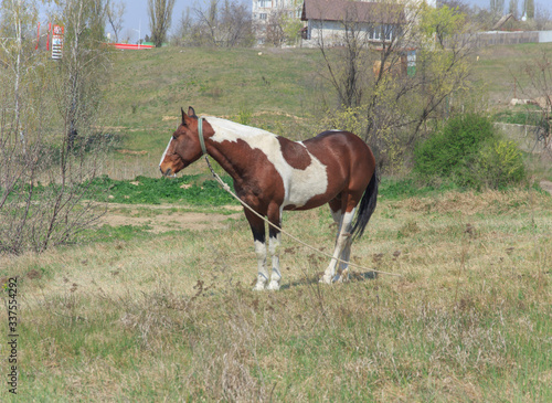 A tethered horse with a beautiful coloring grazes on the background of houses 