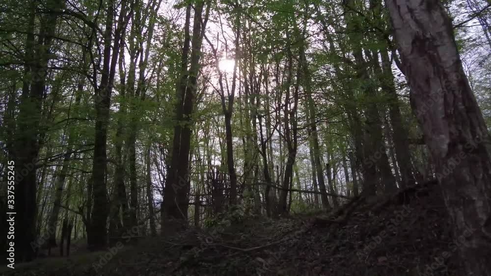Dolly Tracking Pov rear view high angel shot of trees in a forest with sunlight in the background Dolly Tracking Pov rear view high angel shot of trees in a forest with sunlight in the background