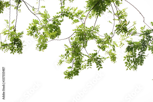Texture of nature green leaves  on branch tree  isolated  background