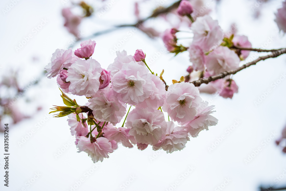 Fototapeta premium 春・八重桜