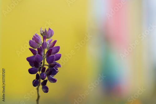 purple flower on yellow background