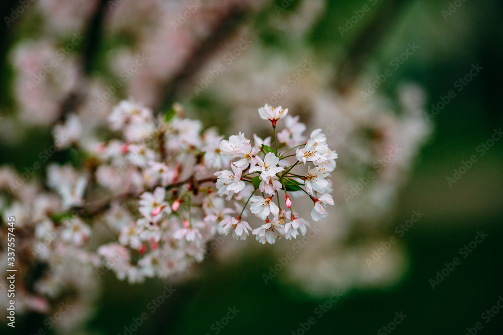 blooming apple tree, pink flowers on the tree blooming apple tree, pink flowers on the tree