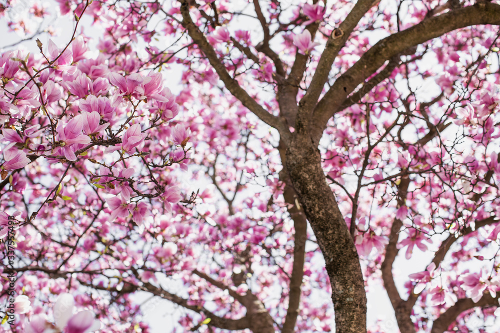 Spring Magnolia Tree Full of flowers Underneath canopy Spring Magnolia Tree Full of flowers Underneath canopy