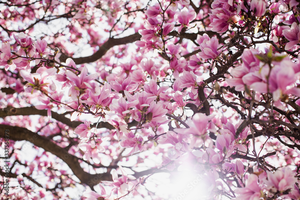 Spring Magnolia Tree Full of flowers Underneath canopy Spring Magnolia Tree Full of flowers Underneath canopy
