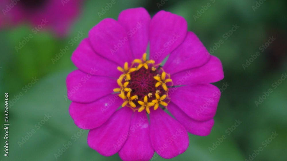 pink and yellow daisy in the garden