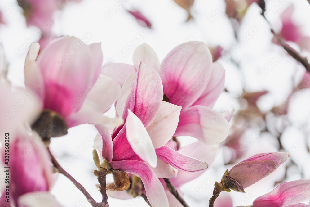 Spring Magnolia Tree Full of flowers Underneath Closeup Spring Magnolia Tree Full of flowers Underneath Closeup