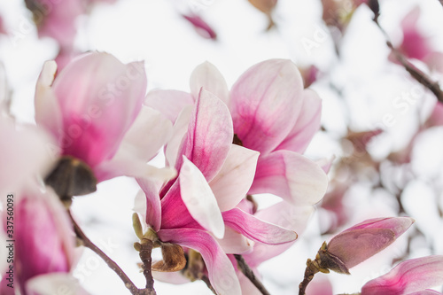 Spring Magnolia Tree Full of flowers Underneath Closeup