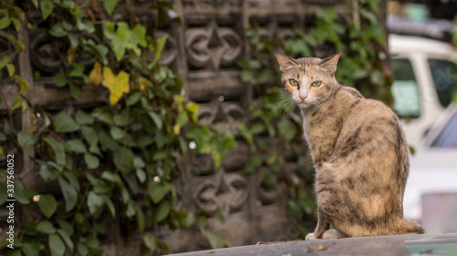 Canvas Print Bangkok homeless cat
