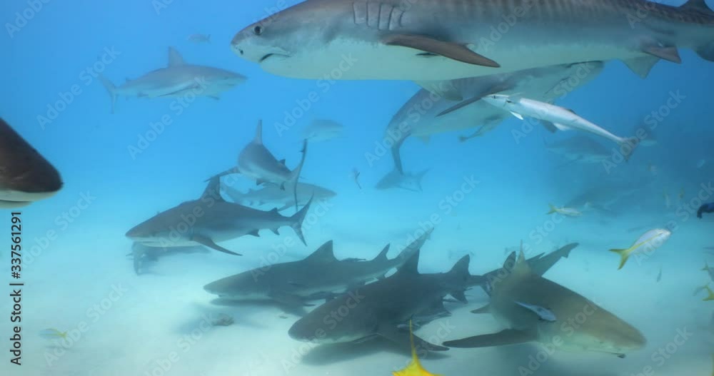 School of sharks feeding on sandy bottom of famous Tiger beach Bahamas School of sharks feeding on sandy bottom of famous Tiger beach Bahamas