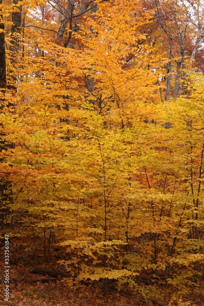 Naklejka premium Autumn, foliage, brownish, yellowish, colors, season, orange, 