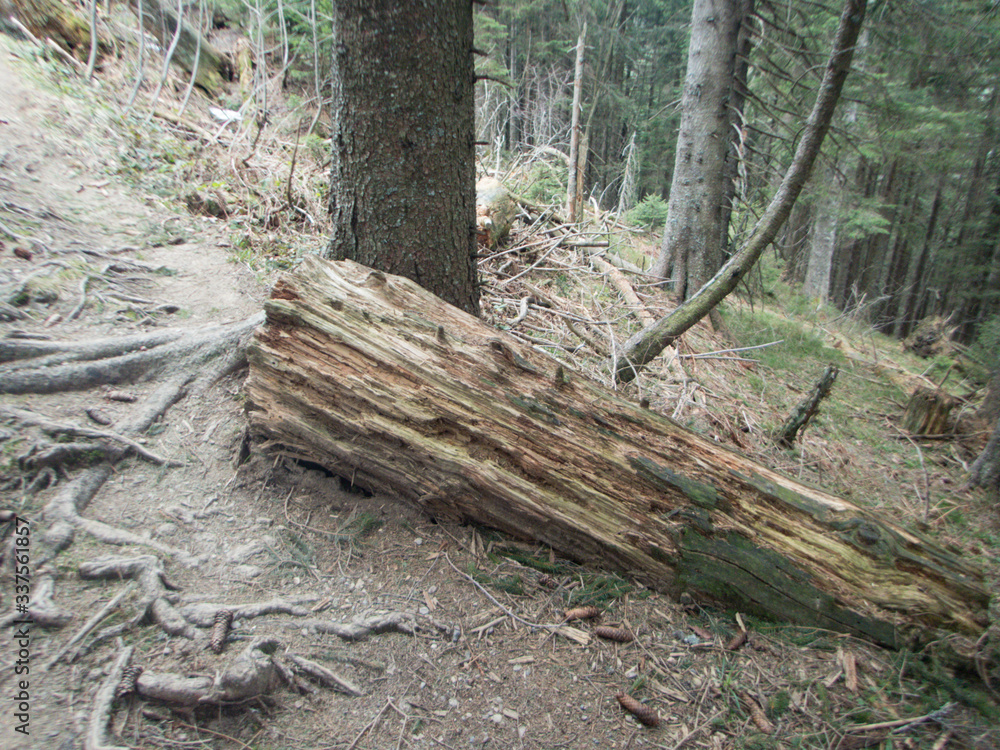 old tree trunk in the mountains old tree trunk in the mountains