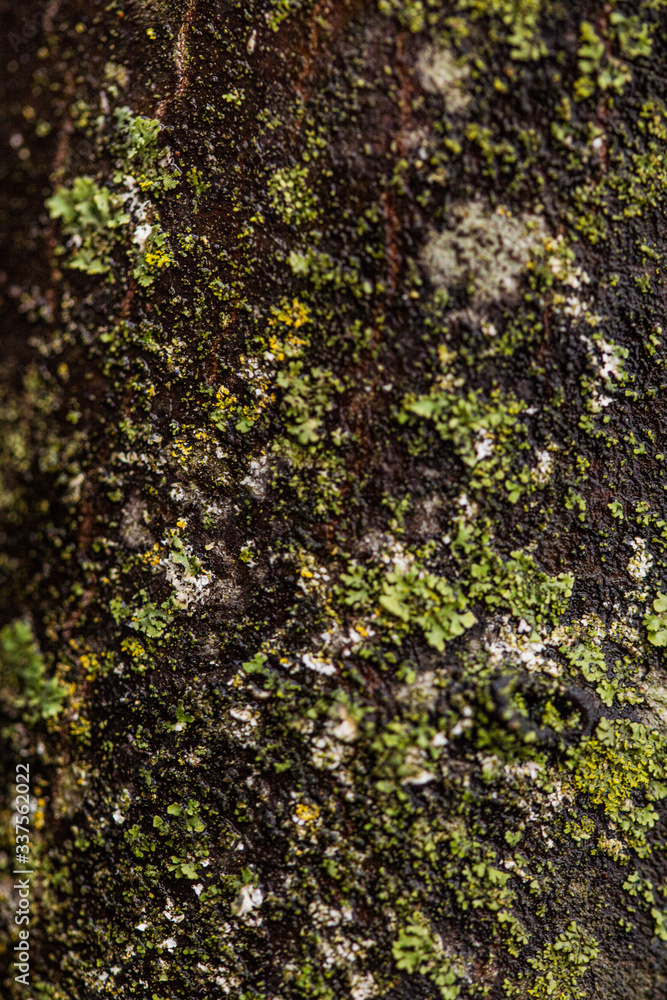 Rock Abstract Texture with Lichen