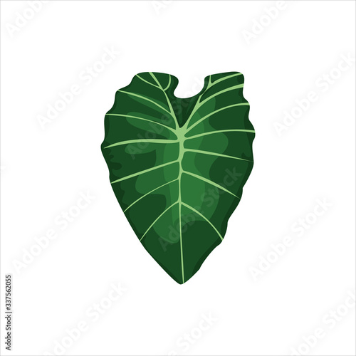 Botanical leaf clip art natural illustration