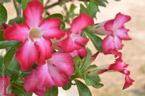 Bright colored flowers with a green leaf background