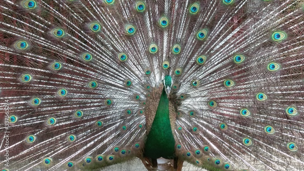 Obraz premium Pavo real color verde y cafe con su plumaje de la cola extendido