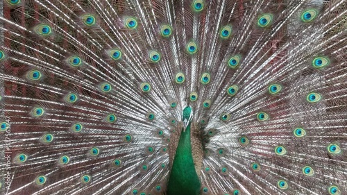 Pavo real color verde y cafe con su plumaje de la cola extendido