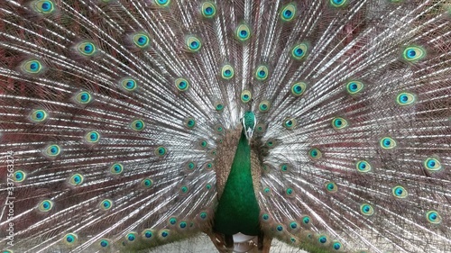 Pavo real color verde y cafe con su plumaje de la cola extendido