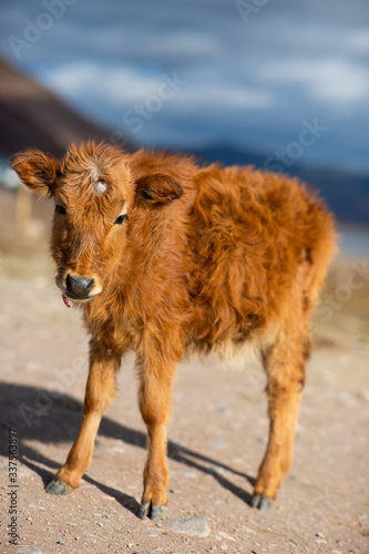 calf