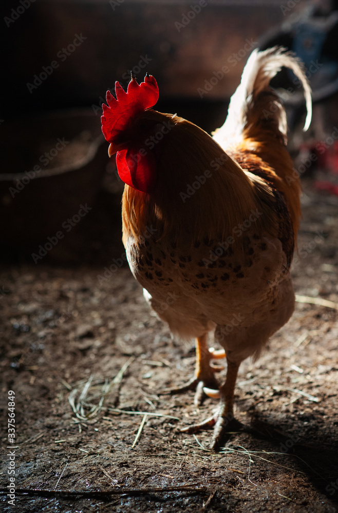 Fototapeta premium Village rooster in old rustic wooden barn