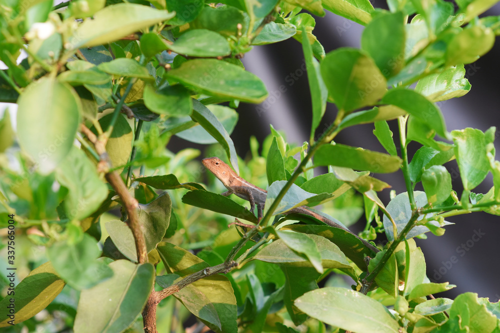 Chameleon hiding in the lemon tree. Chameleon hiding in the lemon tree.