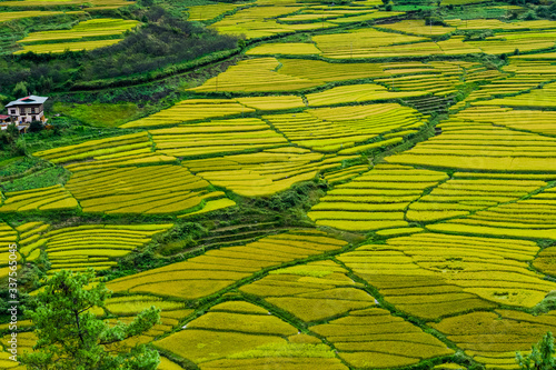 beautiful paddy fields during october neaar harvest season