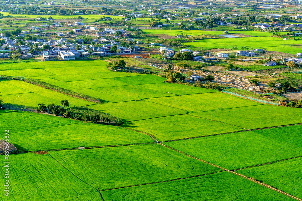 Rice fields, terraces, plantation, farm. An organic asian rice farm and agriculture. Young growing rice. Phan Rang, Vietnam