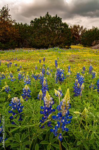 Bluebonnets photo