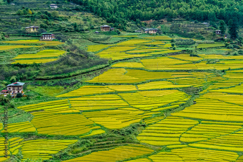 beautiful paddy fields during october neaar harvest season