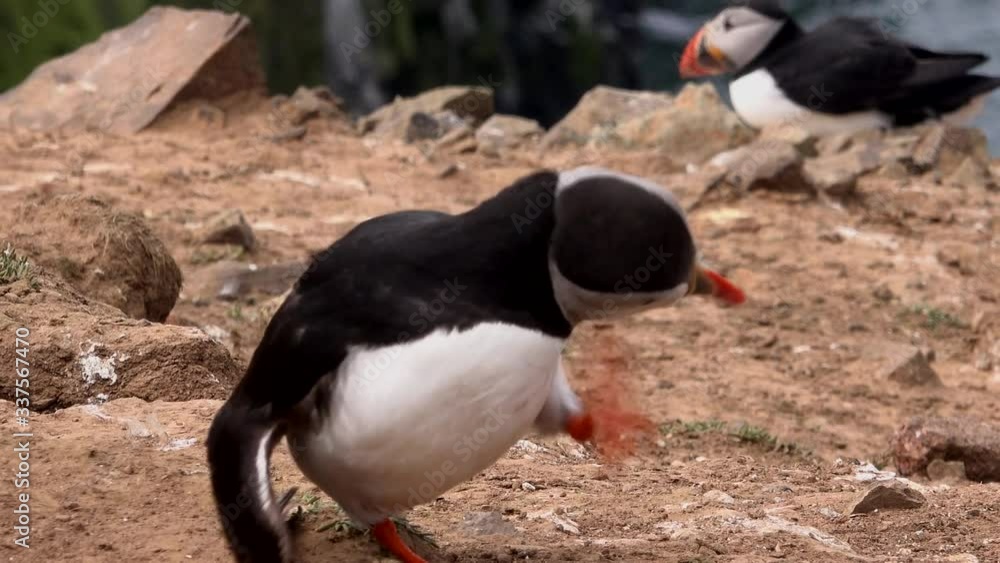 Puffins on a cliff cute and funny animals sea birds on cliffs UK 4K Puffins on a cliff cute and funny animals sea birds on cliffs UK 4K