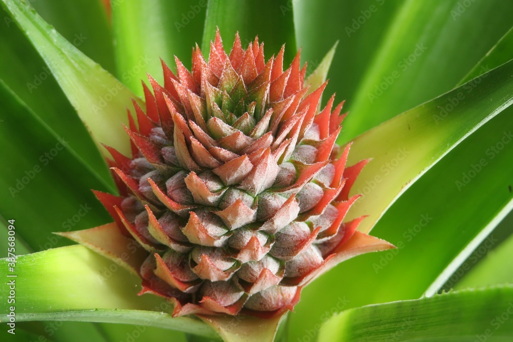Tropical exotic pineapple flower, closeup Tropical exotic pineapple flower, closeup