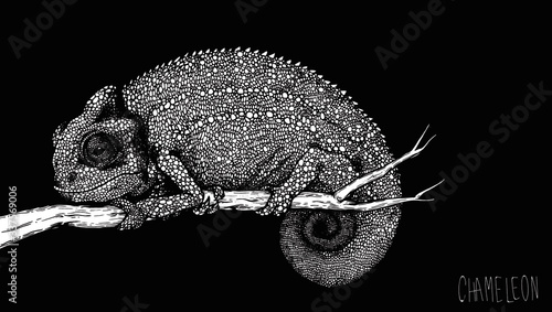 Chameleon lizard on a branch