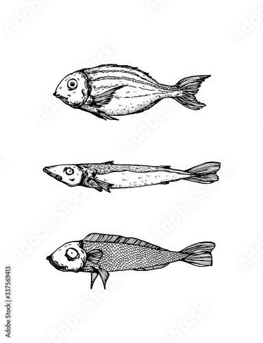 hand drawn fish on white background 
