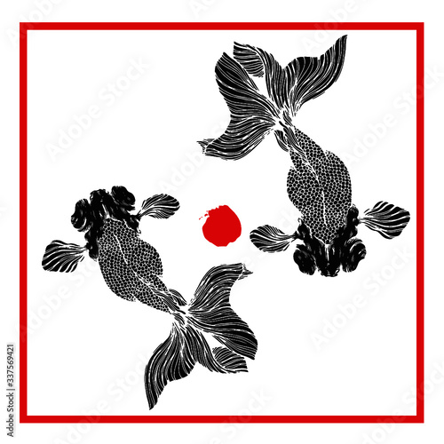 Black bubble eye goldfish with red frame on white background 