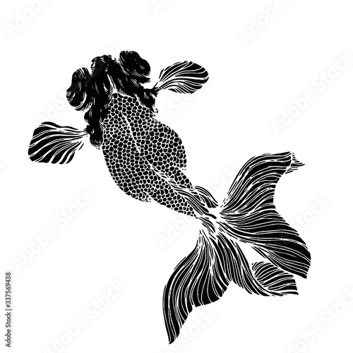 Black bubble eye goldfish isolated illustration on white background 