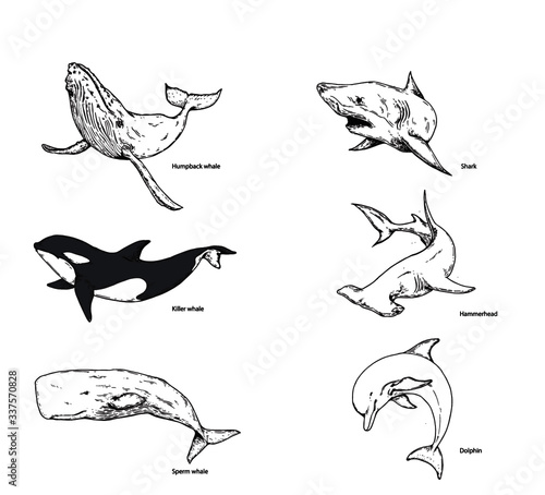 set of fish,whales,sharks and dolphins 