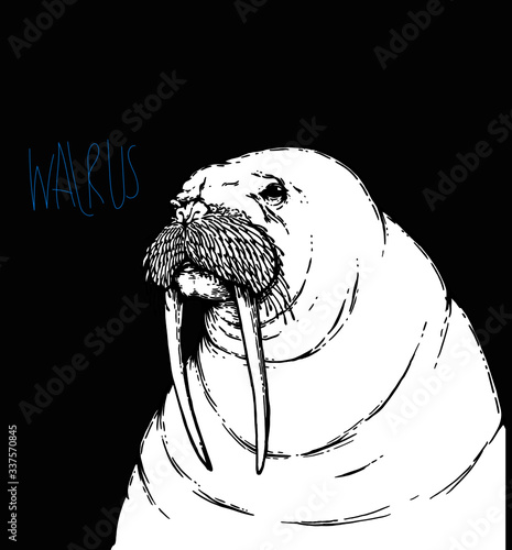vector illustration of a silhouette of a walrus on black background 