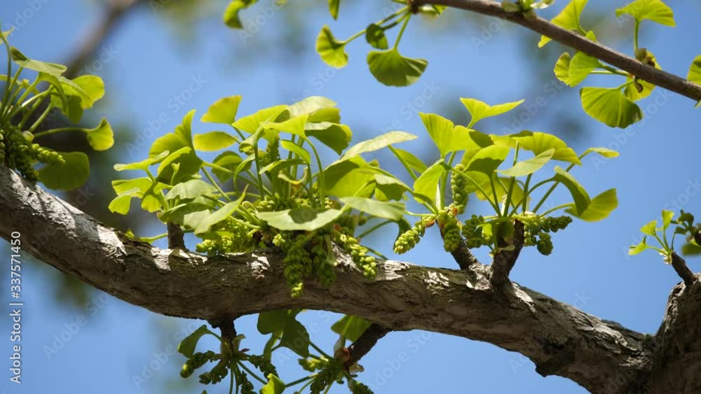 Tokyo,Japan-April 11, 2020: Young gingko leaves under blue sky in spring
Tokyo,Japan-April 11, 2020: Young gingko leaves under blue sky in spring