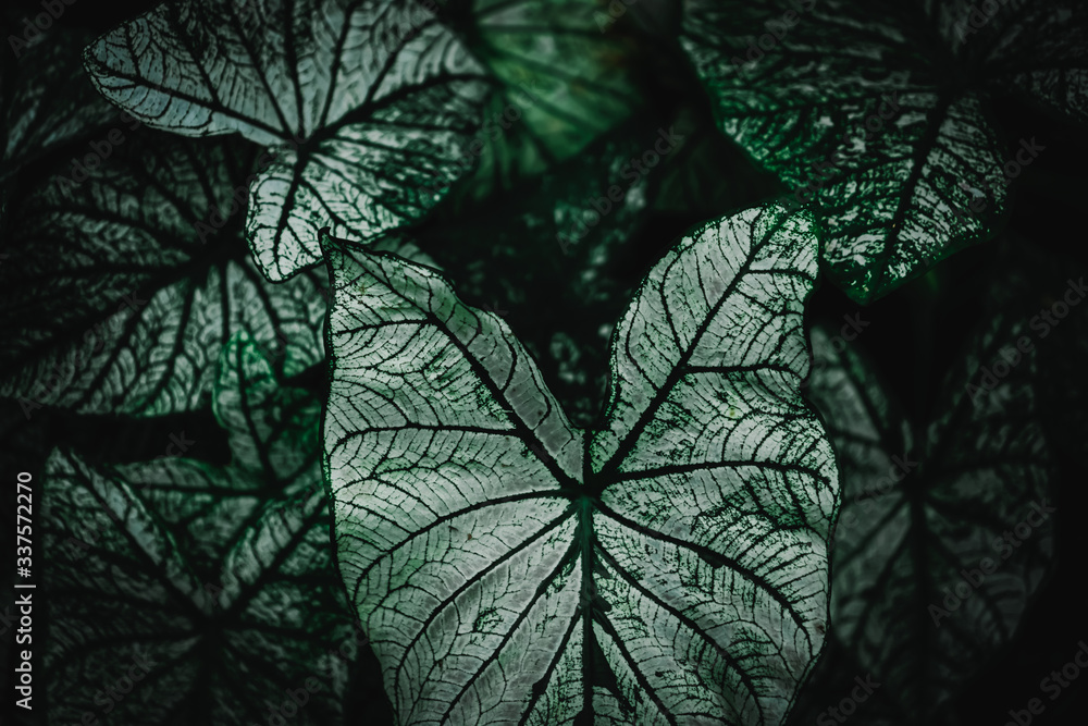 Fototapeta premium Selective focus closed up tropical summer green leaf dark tone background