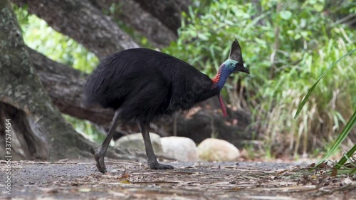 Wild Male Cassowary Walking Towards Bush, Etty Bay, Slow Motion photo