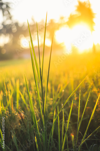 close up of rice in Beautiful sunrise bokeh background