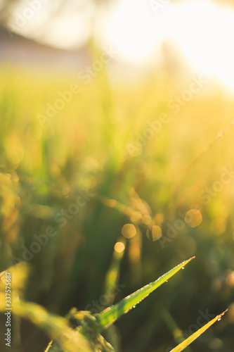 Rice field in the morning with bokeh light. © Azisaziff