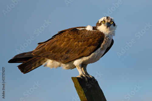 Osprey Standing on a Wooden Post