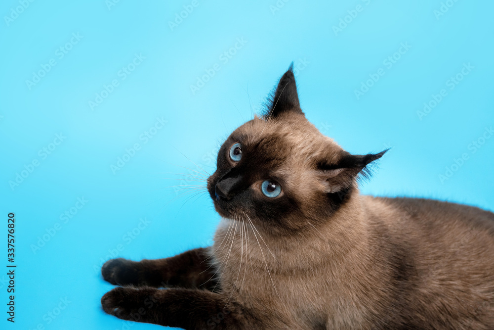 a domestic Siamese cat is lying on a blue background and its ears are pulled back in displeasure