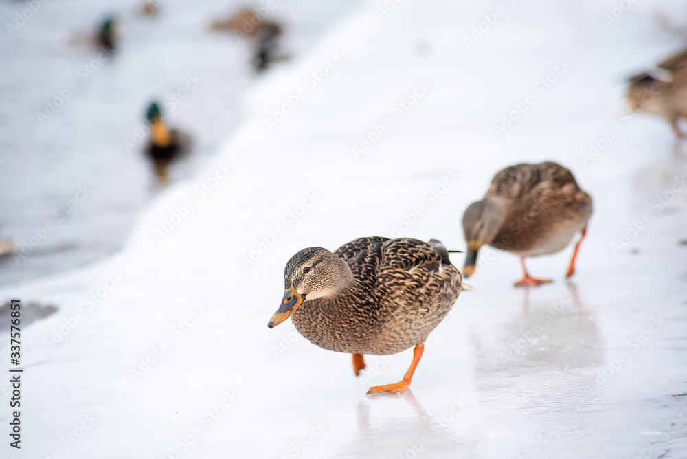 two large wild Mallard duck coming in single file one after the other on the frozen shore ice in winter. Wintering of wild ducks two large wild Mallard duck coming in single file one after the other on the frozen shore ice in winter. Wintering of wild ducks