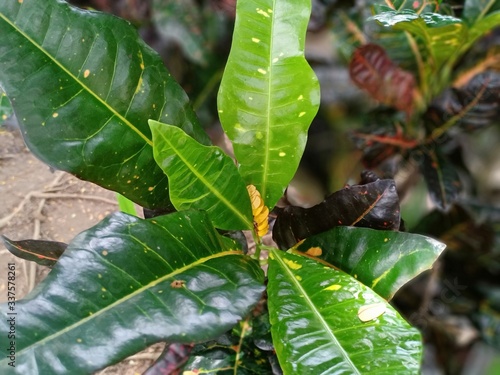 dragonfly on leaf © adehan