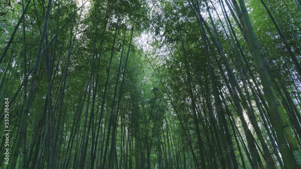 Scenery of a majestic bamboo forest in Arashiyama, Kyoto