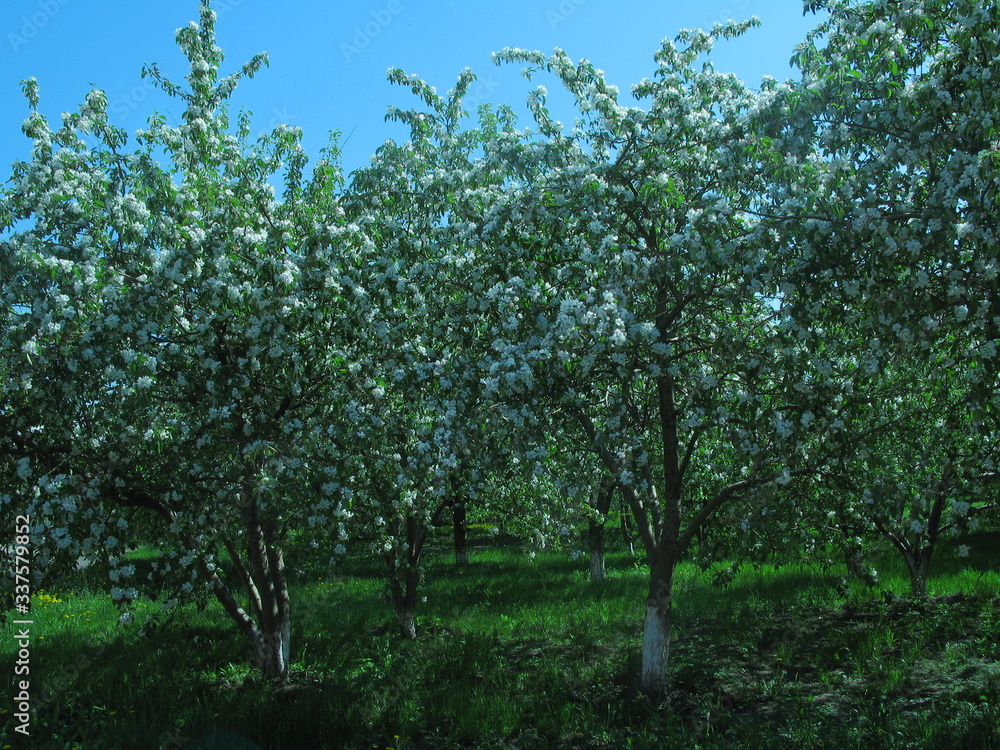 morning blooming apple orchard