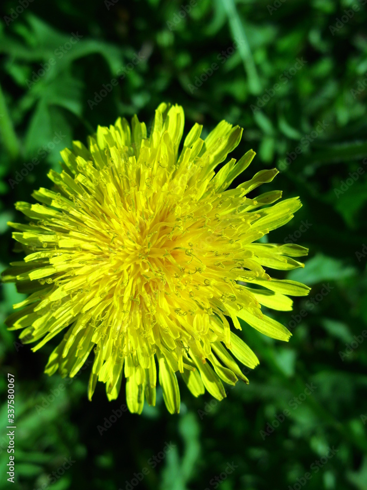 blooming yellow dandelion close-up