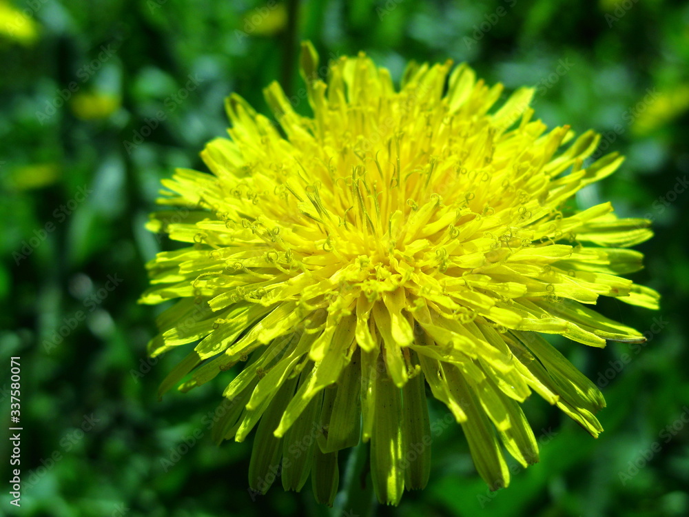 blooming yellow dandelion close-up